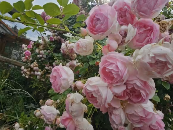 Impression Rosengarten